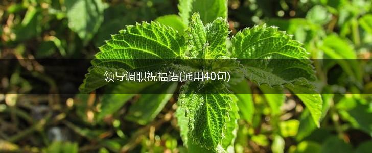 领导调职祝福语(通用40句),第1张