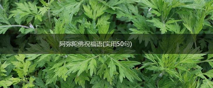 阿弥陀佛祝福语(实用50句),第1张