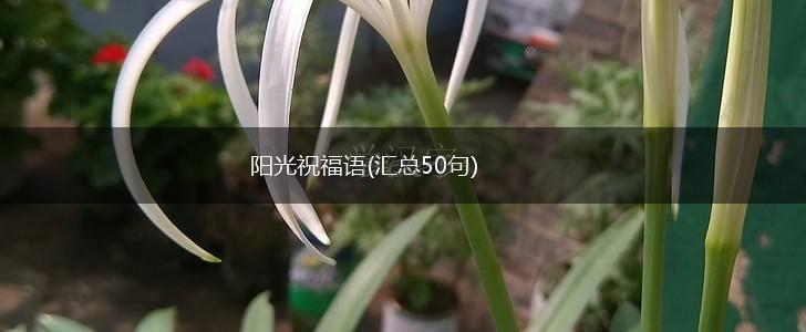 阳光祝福语(汇总50句),第1张