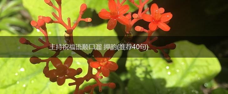 主持祝福语顺口溜 押韵(推荐40句),第1张