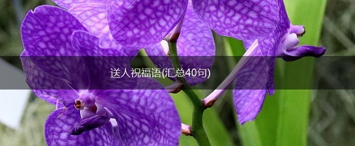 送人祝福语(汇总40句),第1张