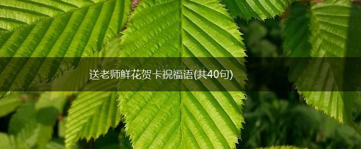 送老师鲜花贺卡祝福语(共40句),第1张