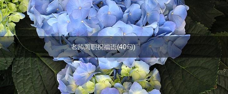 老师离职祝福语(40句),第1张