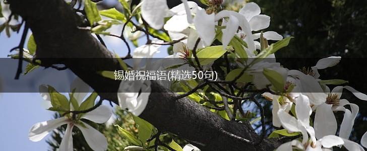 锡婚祝福语(精选50句),第1张