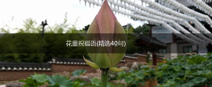 花童祝福语(精选40句),第1张