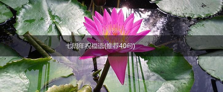 七周年祝福语(推荐40句),第1张