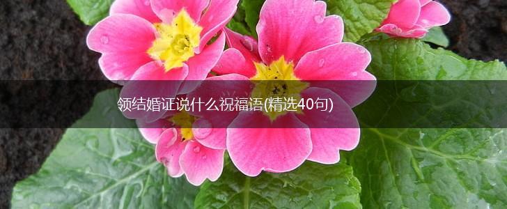 领结婚证说什么祝福语(精选40句),第1张