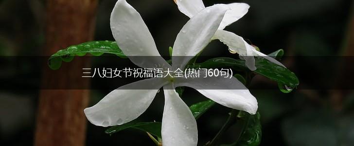 三八妇女节祝福语大全(热门60句),第1张