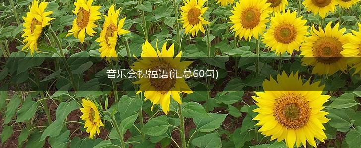 音乐会祝福语(汇总60句),第1张