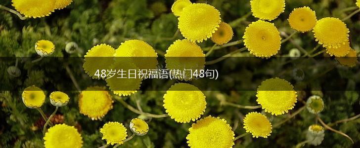 48岁生日祝福语(热门48句),第1张