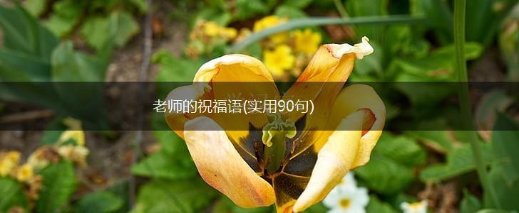 老师的祝福语(实用90句),第1张