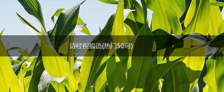 诗经祝福语(热门50句),第1张