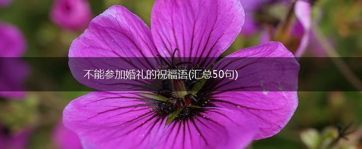 不能参加婚礼的祝福语(汇总50句),第1张