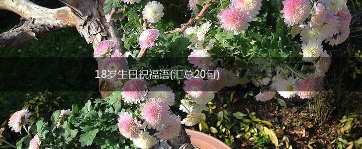 18岁生日祝福语(汇总20句),第1张