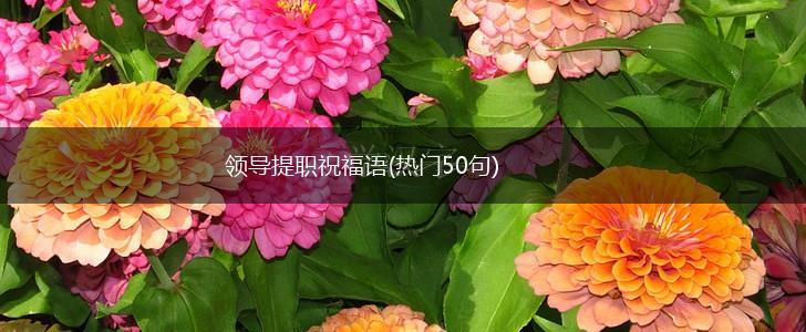 领导提职祝福语(热门50句),第1张