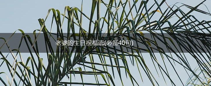 老婆的生日祝福语(必备40句),第1张