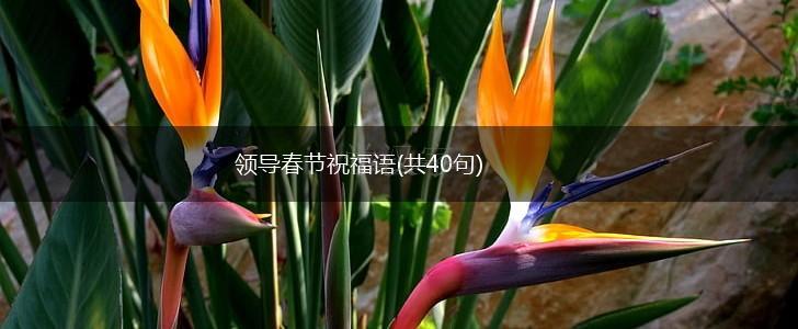 领导春节祝福语(共40句),第1张