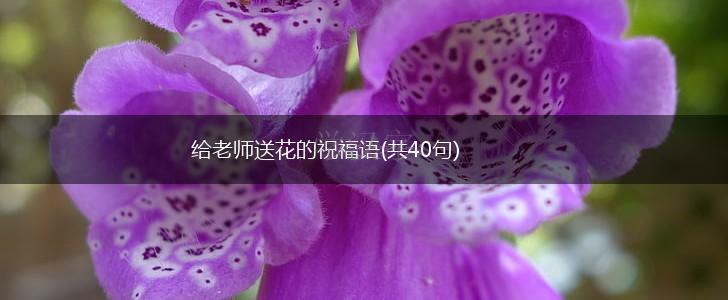 给老师送花的祝福语(共40句),第1张