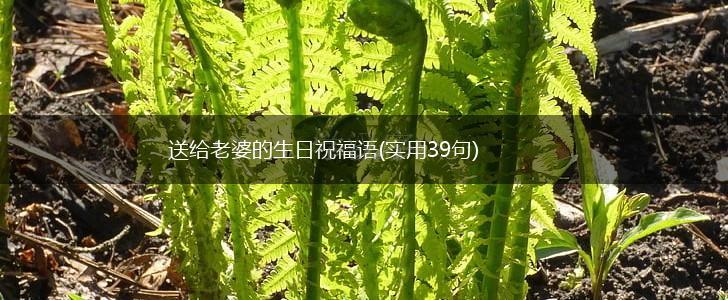 送给老婆的生日祝福语(实用39句),第1张