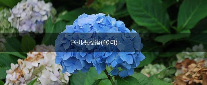 送机祝福语(40句),第1张