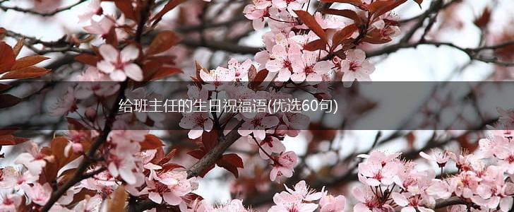 给班主任的生日祝福语(优选60句),第1张