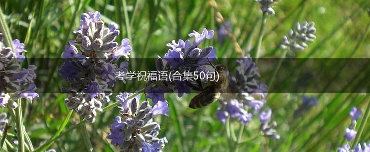 考学祝福语(合集50句),第1张