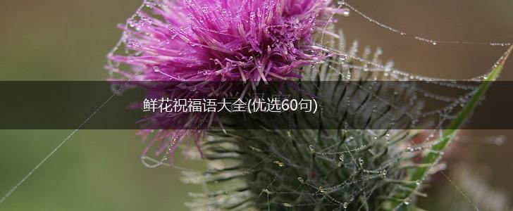 鲜花祝福语大全(优选60句),第1张