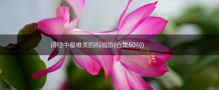 诗经中最唯美的祝福语(合集60句),第1张