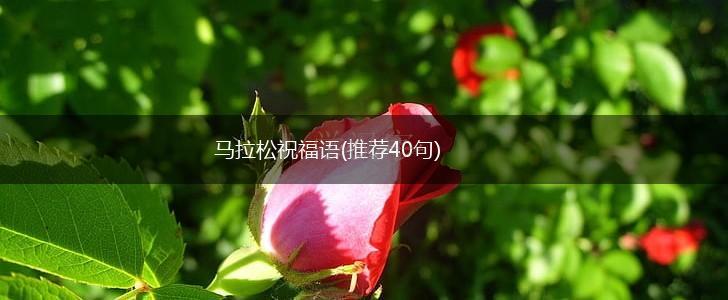 马拉松祝福语(推荐40句),第1张