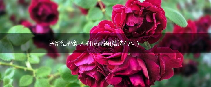 送给结婚新人的祝福语(精选47句),第1张