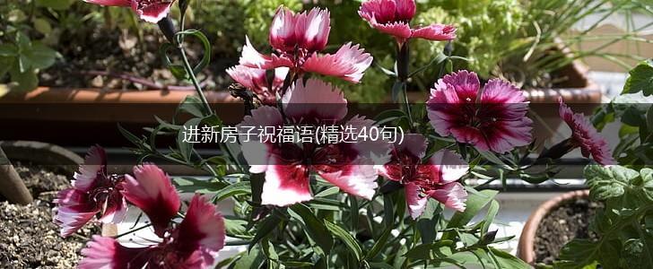 进新房子祝福语(精选40句),第1张