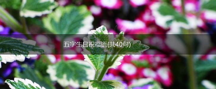 五字生日祝福语(共40句),第1张