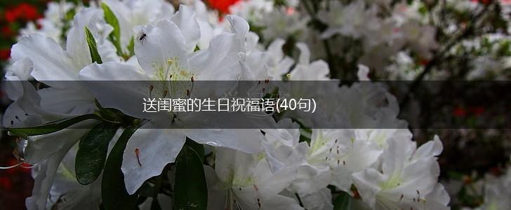 送闺蜜的生日祝福语(40句),第1张