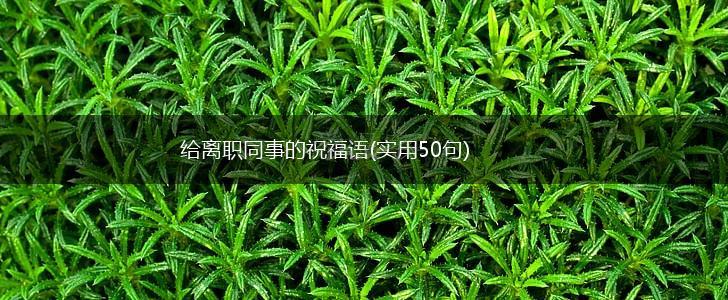 给离职同事的祝福语(实用50句),第1张