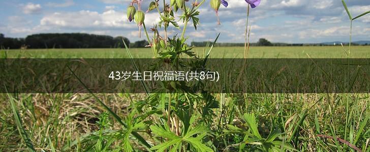 43岁生日祝福语(共8句),第1张