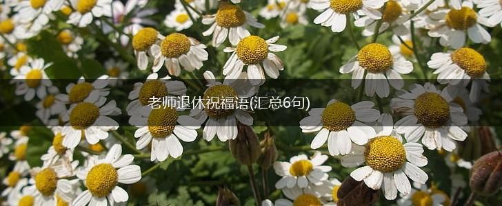 老师退休祝福语(汇总6句),第1张