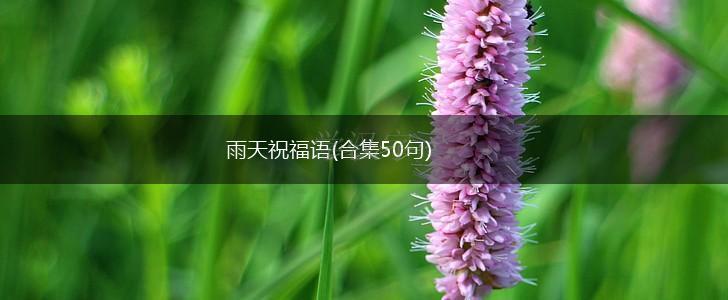 雨天祝福语(合集50句),第1张