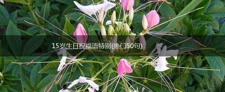 15岁生日祝福语特别(热门50句),第1张