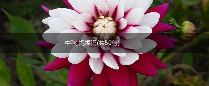 中秋 祝福语(共50句),第1张