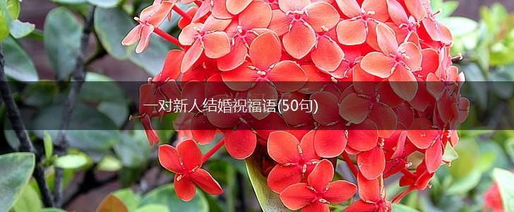 一对新人结婚祝福语(50句),第1张