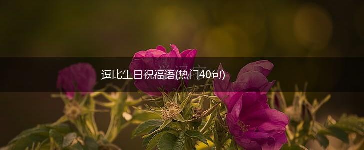 逗比生日祝福语(热门40句),第1张