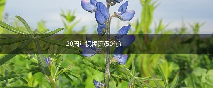 20周年祝福语(50句),第1张