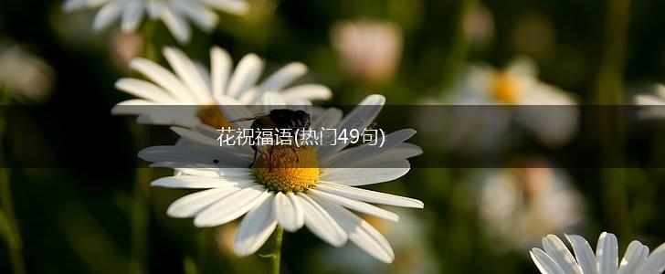 花祝福语(热门49句),第1张