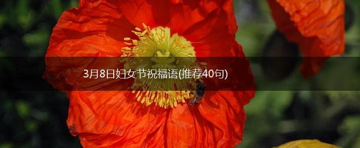 3月8日妇女节祝福语(推荐40句),第1张