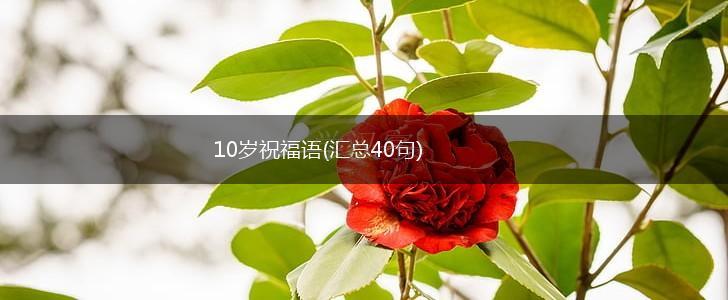 10岁祝福语(汇总40句),第1张