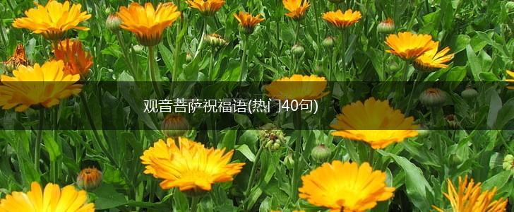 观音菩萨祝福语(热门40句),第1张