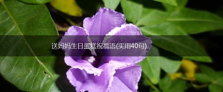 送妈妈生日蛋糕祝福语(实用40句),第1张