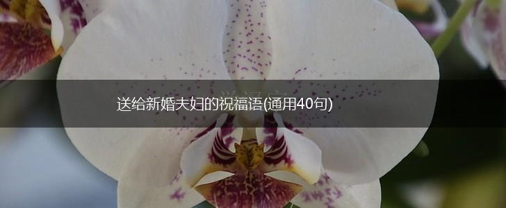 送给新婚夫妇的祝福语(通用40句),第1张