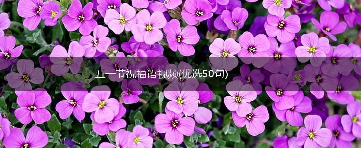 五一节祝福语视频(优选50句),第1张