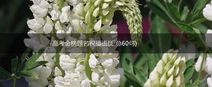 高考金榜题名祝福语(汇总60句),第1张